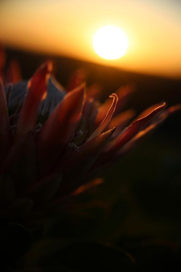 The Wild Edge Last Light Cottage Knysna Exterior foto